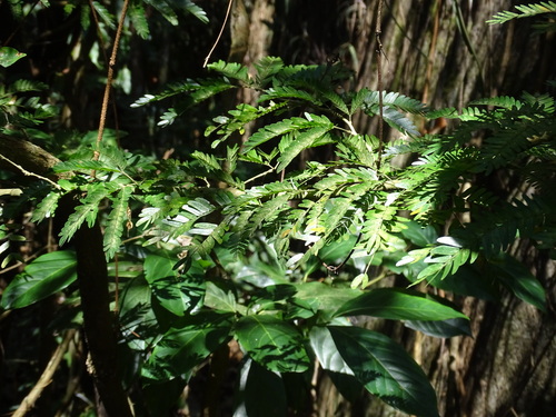 Calliandra magdalenae, photograph 6
