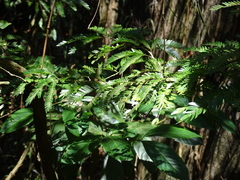Calliandra magdalenae, photograph (c) Alexis López Hernández, some rights reserved (CC BY)