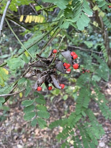 rosary pea