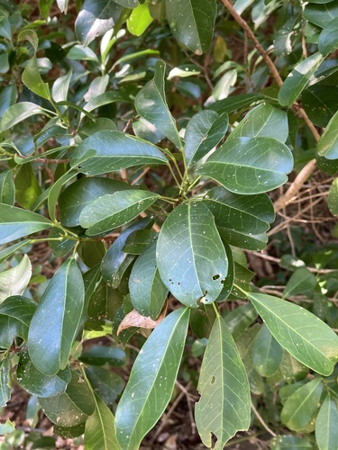 glossy acronychia