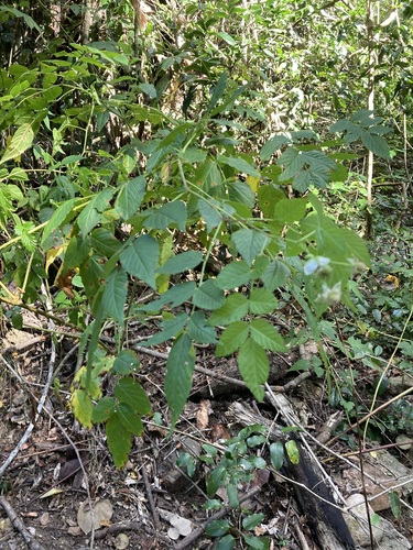 Atherton Raspberry