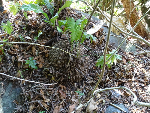 Dioscorea mexicana, photograph 4