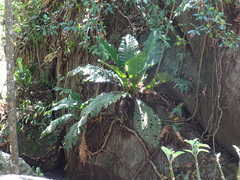 Anthurium salvinii, photograph (c) Alexis López Hernández, some rights reserved (CC BY)
