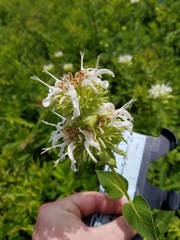 Monarda lindheimeri