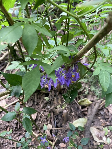 Brazilian Nightshade