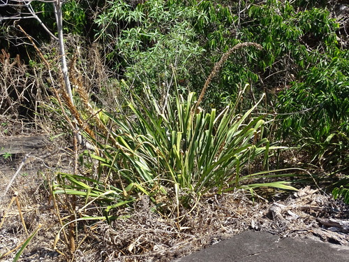 Pitcairnia imbricata, photograph 4