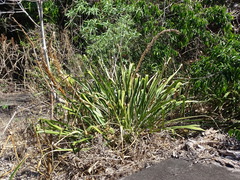 Pitcairnia imbricata, photograph (c) Alexis López Hernández, some rights reserved (CC BY)