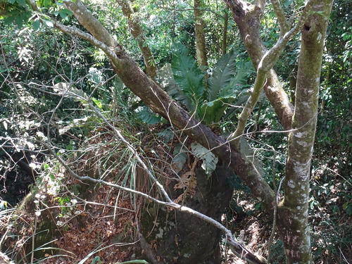 Anthurium salvinii, photograph 2