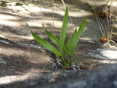 Encyclia cordigera, photograph 6