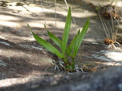 Encyclia cordigera, photograph (c) Alexis López Hernández, some rights reserved (CC BY)