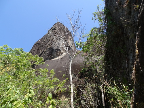 Cedrela salvadorensis, photograph 1