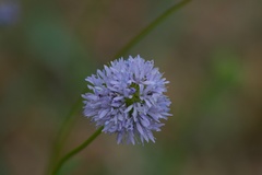 Gilia capitata capitata