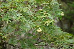 Lonicera acuminata, photograph (c) Ben Costamagna, some rights reserved (CC BY)