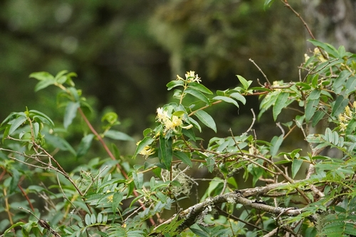 Lonicera acuminata, photograph 4