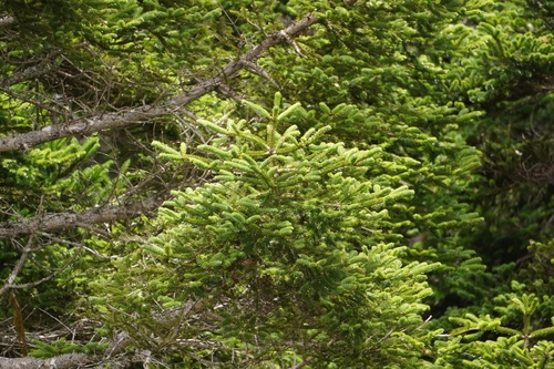 Abies kawakamii, photograph 3