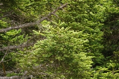 Abies kawakamii, photograph (c) Ben Costamagna, some rights reserved (CC BY)