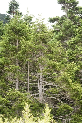 Abies kawakamii, photograph 4