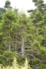 Abies kawakamii, photograph (c) Ben Costamagna, some rights reserved (CC BY)