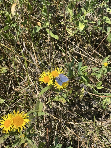 Short-tailed Blue