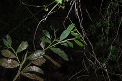 Acacia complanata, photograph (c) Greg Tasney, some rights reserved (CC BY-SA)