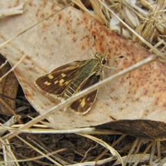 Polites subreticulata