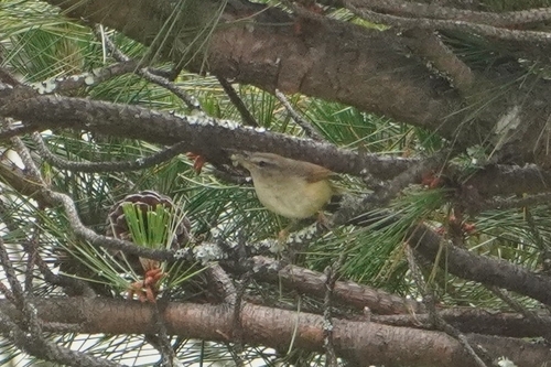 Yellow-bellied Bush Warbler (Horornis acanthizoides), photo 5