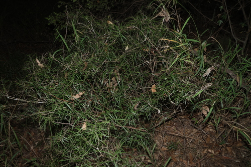 Notelaea lloydii, 2026-07-15
