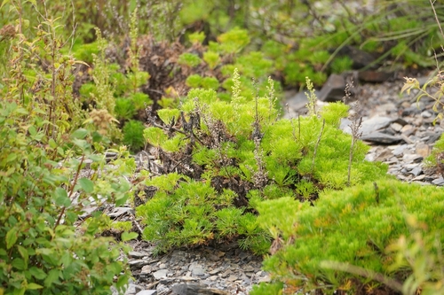 Artemisia morrisonensis, photograph 4