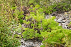Artemisia morrisonensis, photograph (c) Ben Costamagna, some rights reserved (CC BY)