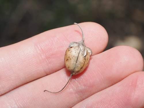 Eremophila bignoniiflora, photograph 5