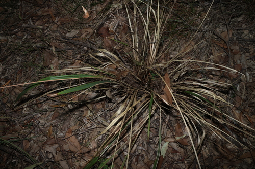 Dianella brevipedunculata, photograph 6