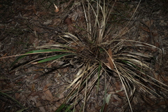 Dianella brevipedunculata, photograph (c) Greg Tasney, some rights reserved (CC BY-SA)