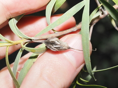 Eremophila bignoniiflora