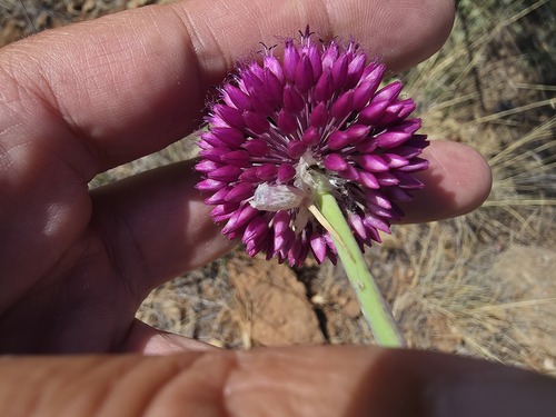 Allium phanerantherum, photograph 2