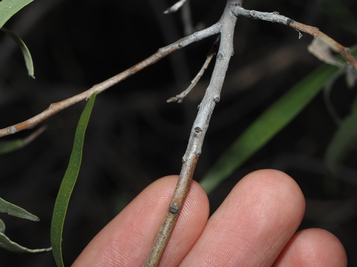 Eremophila bignoniiflora, photograph 1