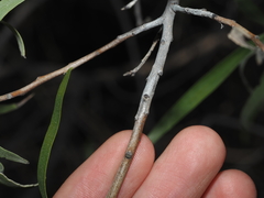 Eremophila bignoniiflora, photograph (c) Thomas Mesaglio, some rights reserved (CC BY)