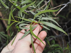 Eremophila bignoniiflora, photograph (c) Thomas Mesaglio, some rights reserved (CC BY)