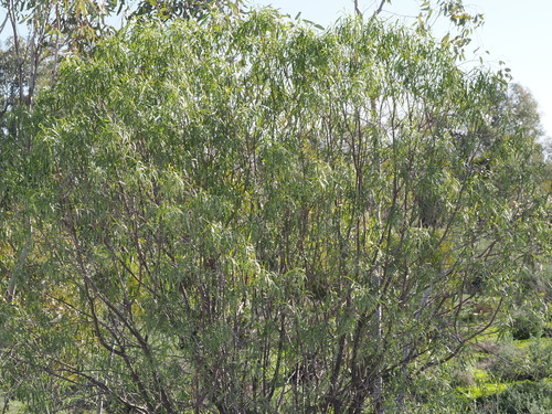 Eremophila bignoniiflora, photograph 3