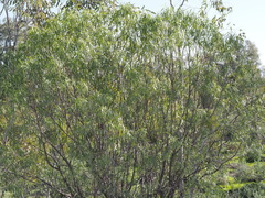 Eremophila bignoniiflora, photograph (c) Thomas Mesaglio, some rights reserved (CC BY)
