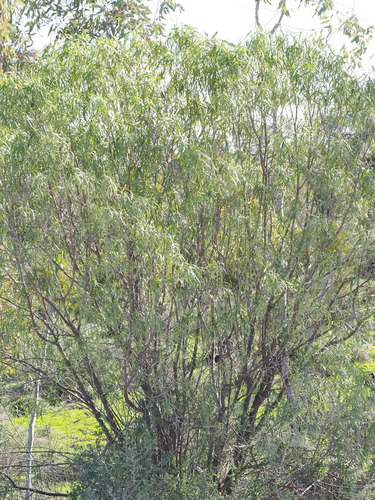 Eremophila bignoniiflora, photograph 4
