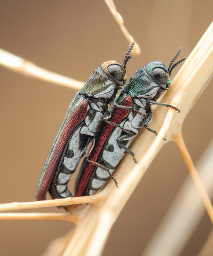 Beautiful Fleabane Root-borer
