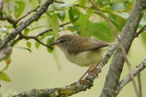 Yellow-bellied Bush Warbler (Horornis acanthizoides), photo 2