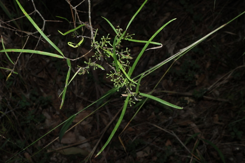 Notelaea lloydii, 2026-07-15