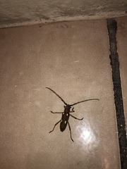 Eburia