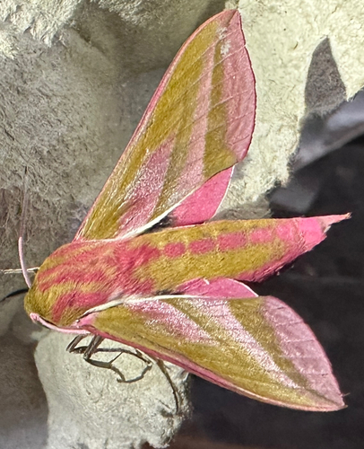 Elephant Hawkmoth