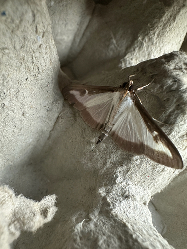 Box Tree Moth