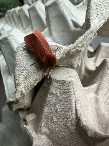 Ruby Tiger Moth