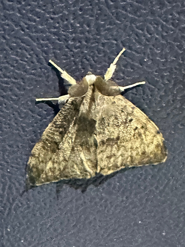 Spongy Moth