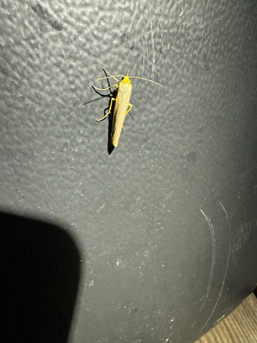 Scarce Footman Moth
