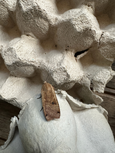 Large Yellow Underwing
